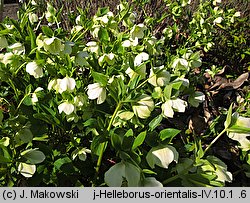 Helleborus orientalis (ciemiernik wschodni)