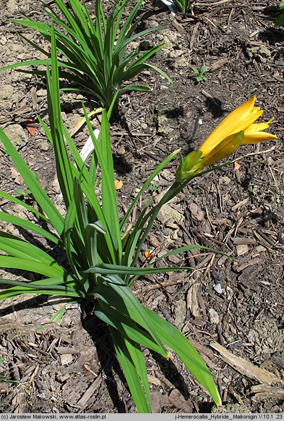 Hemerocallis ×hybrida Maikonigin