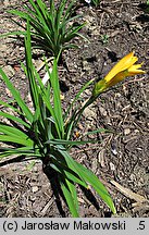 Hemerocallis ×hybrida Maikonigin