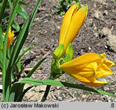 Hemerocallis ×hybrida Maikonigin