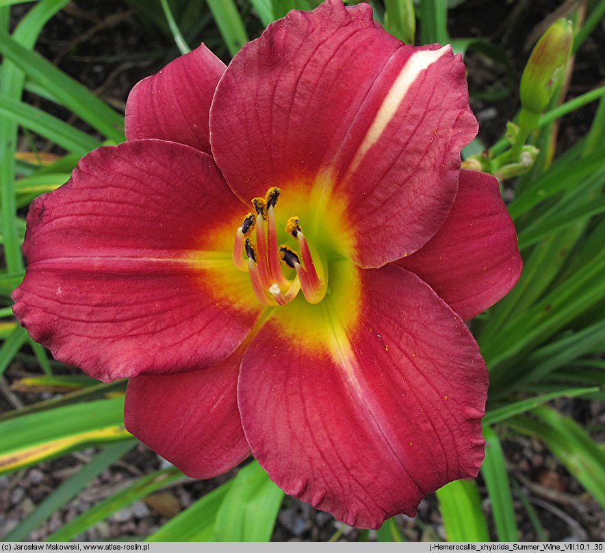 Hemerocallis ×hybrida Summer Wine