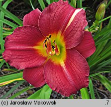 Hemerocallis ×hybrida Summer Wine