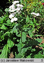 Hesperis matronalis (wieczornik damski)