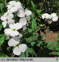 Hesperis matronalis (wieczornik damski)