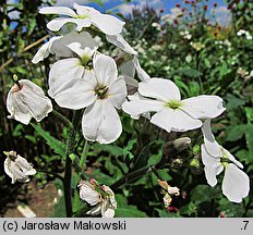 Hesperis matronalis (wieczornik damski)