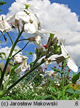 Hesperis matronalis (wieczornik damski)