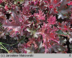 Heuchera Purple Petticoats