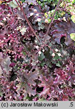 Heuchera Purple Petticoats