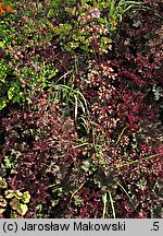 Heuchera Purple Petticoats