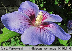 Hibiscus syriacus (ketmia syryjska)