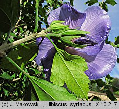 Hibiscus syriacus (ketmia syryjska)