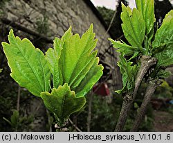 Hibiscus syriacus (ketmia syryjska)