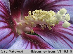 Hibiscus syriacus (ketmia syryjska)