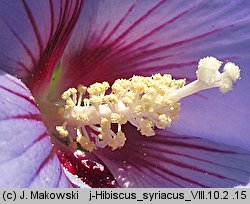 Hibiscus syriacus (ketmia syryjska)