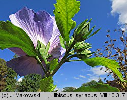 Hibiscus syriacus (ketmia syryjska)