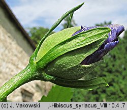 Hibiscus syriacus (ketmia syryjska)