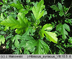 Hibiscus syriacus (ketmia syryjska)