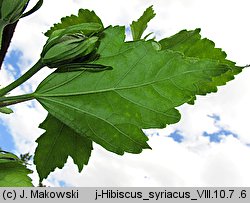 Hibiscus syriacus (ketmia syryjska)