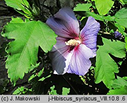 Hibiscus syriacus (ketmia syryjska)