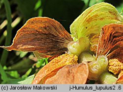 Humulus lupulus (chmiel zwyczajny)