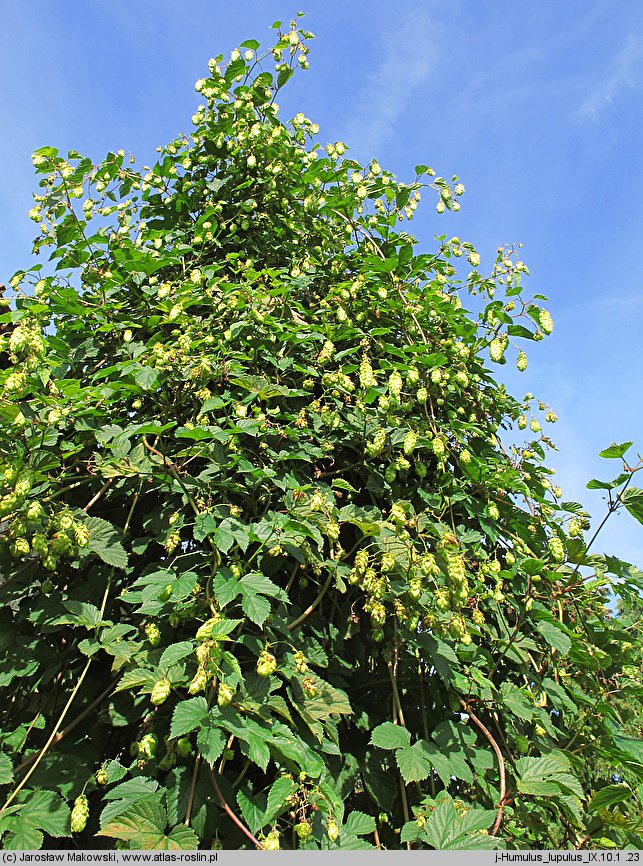 Humulus lupulus (chmiel zwyczajny)