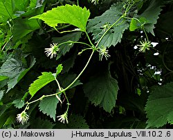 Humulus lupulus (chmiel zwyczajny)