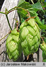 Humulus lupulus (chmiel zwyczajny)