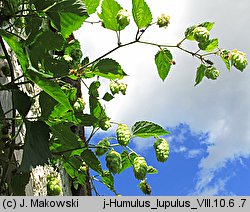 Humulus lupulus (chmiel zwyczajny)