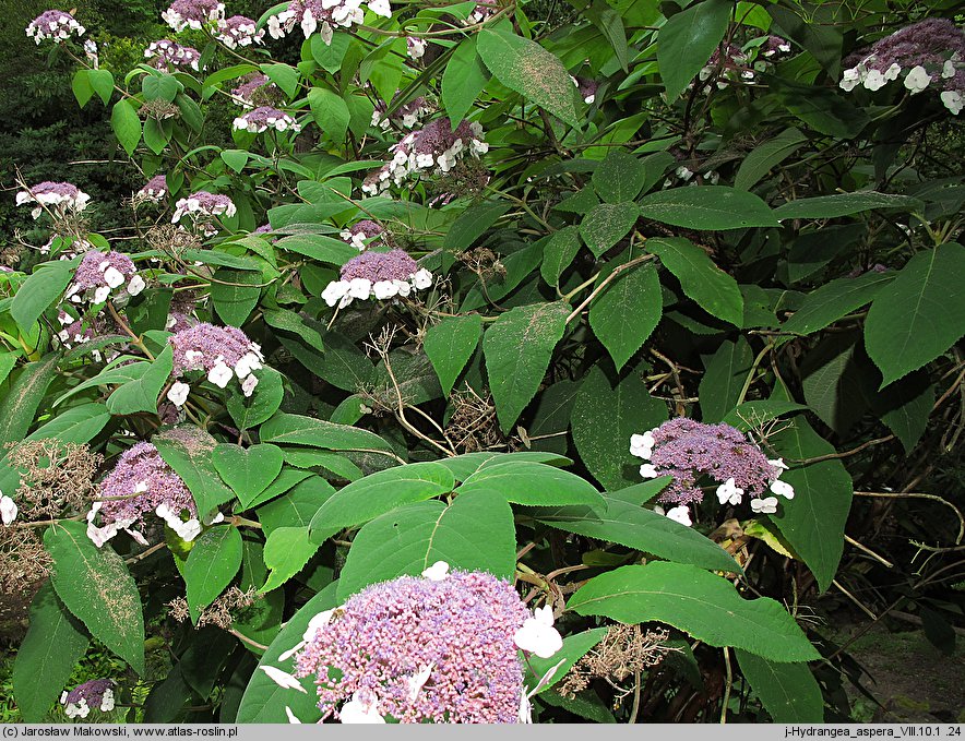 Hydrangea aspera (hortensja kosmata)