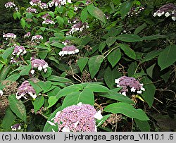 Hydrangea aspera (hortensja kosmata)