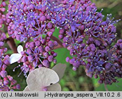 Hydrangea aspera (hortensja kosmata)