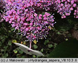 Hydrangea aspera (hortensja kosmata)