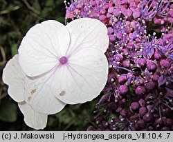 Hydrangea aspera (hortensja kosmata)