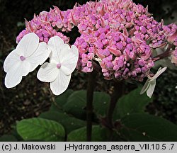 Hydrangea aspera (hortensja kosmata)