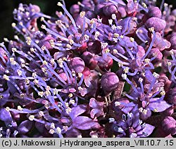 Hydrangea aspera (hortensja kosmata)