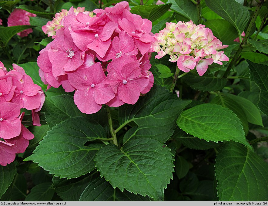 Hydrangea macrophylla Rosita