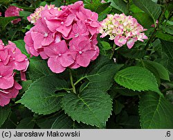 Hydrangea macrophylla Rosita