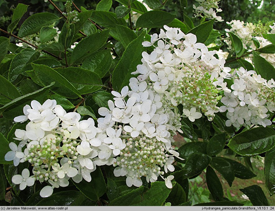 Hydrangea paniculata Grandiflora