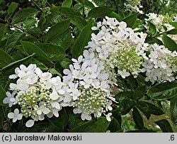 Hydrangea paniculata Grandiflora