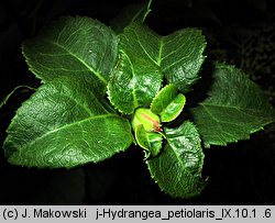 Hydrangea petiolaris (hortensja pnąca)