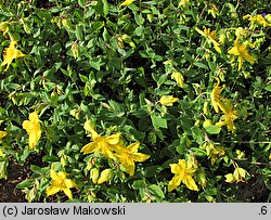 Hypericum cerastoides (dziurawiec rogownicowaty)