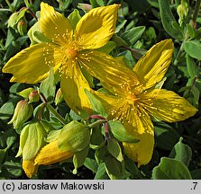 Hypericum cerastoides (dziurawiec rogownicowaty)