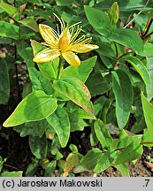 Hypericum hircinum (dziurawiec cuchnący)