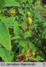 Hypericum hircinum (dziurawiec cuchnący)