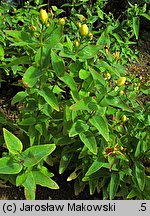 Hypericum hircinum (dziurawiec cuchnący)