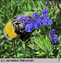 Hyssopus officinalis (hyzop lekarski)