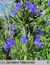 Hyssopus officinalis (hyzop lekarski)