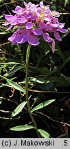 Iberis umbellata (ubiorek tarczkowy)