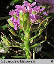 Iberis umbellata (ubiorek tarczkowy)