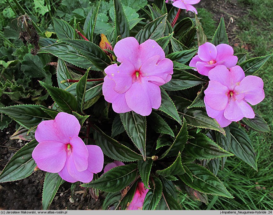 Impatiens ×nova-guinea (niecierpek nowogwinejski)